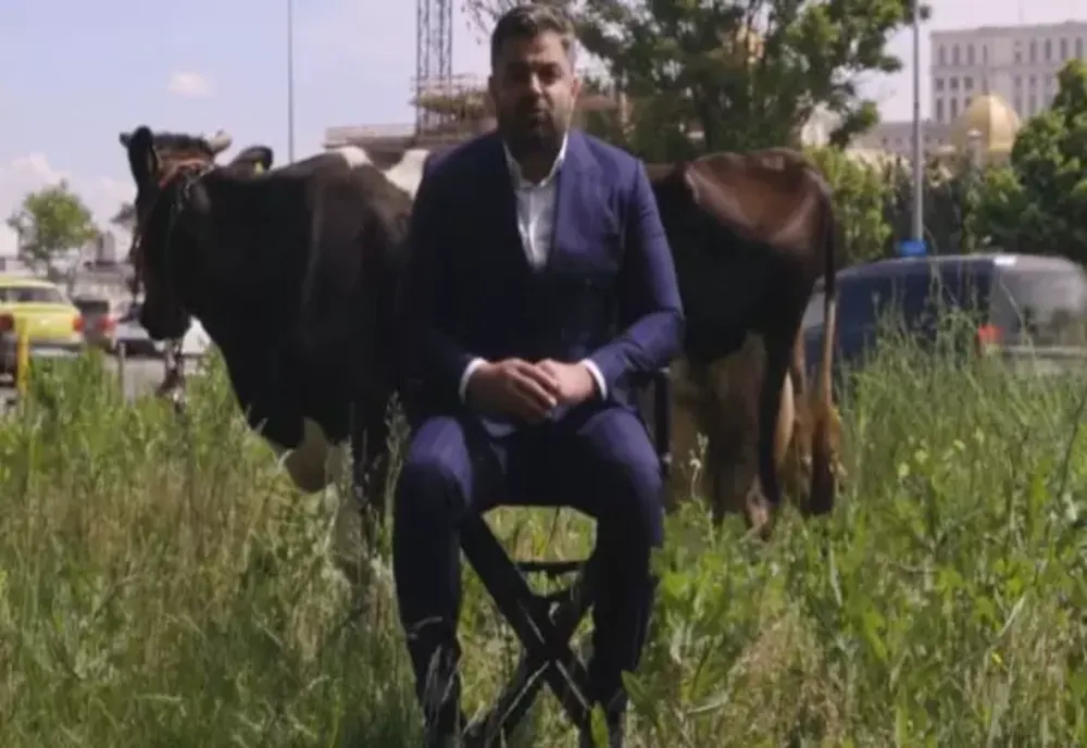 Adrian Vigheciu, candidatul PSD-PNL la Sectorul 5, a ieșit cu vaca în mijlocul Bucureștiului: „Sectorul 5, o vacă de muls pentru cei care l-au condus în ultimii ani”