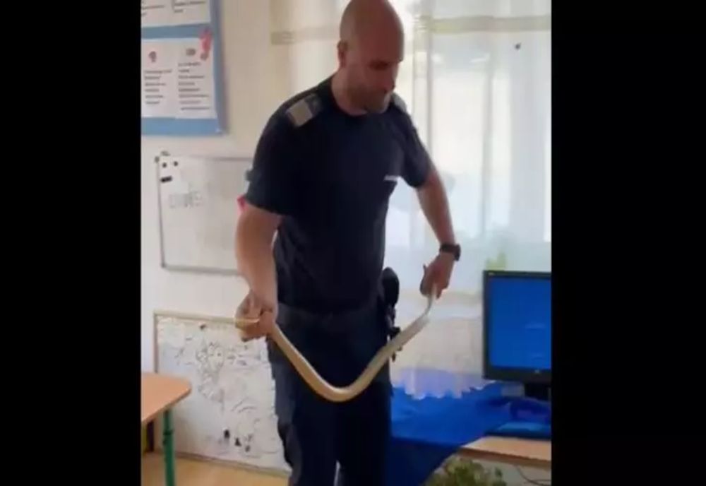 Un șarpe a „vizitat” o secție de votare din Oltenia. Panicați, oamenii au chemat jandarmii
