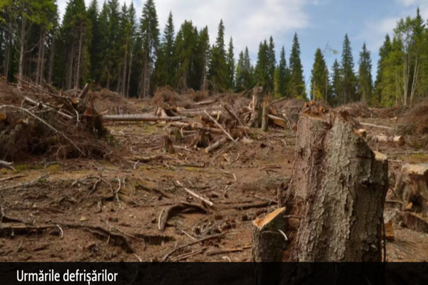 Culisele statului paralel - Cum îi intimidează mafia lemnului pe păduri și activiști de mediu