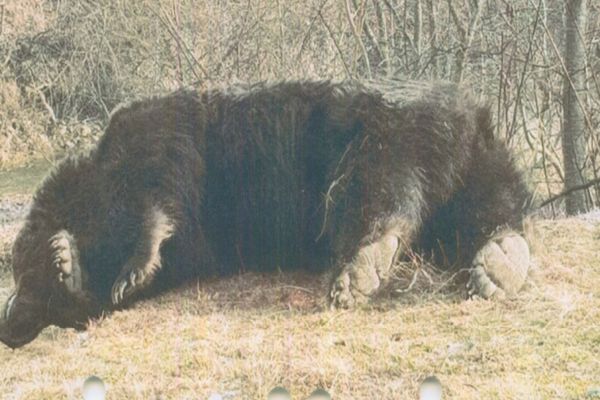 AUR, reactie vehementa dupa uciderea ursului Arthur: ”Nu suntem bătaia de joc a Europei”