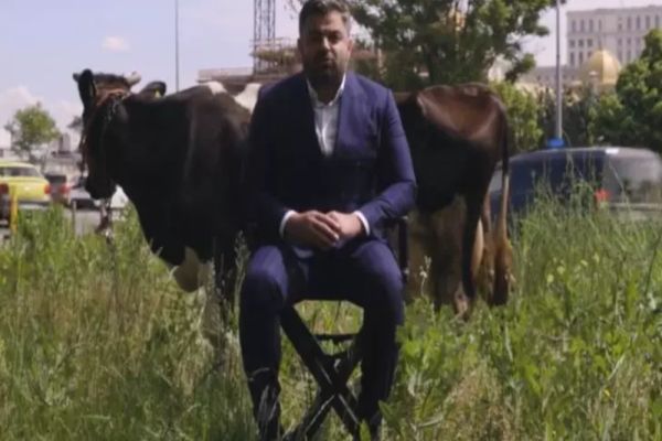 Adrian Vigheciu, candidatul PSD-PNL la Sectorul 5, a ieșit cu vaca în mijlocul Bucureștiului: „Sectorul 5, o vacă de muls pentru cei care l-au condus în ultimii ani”