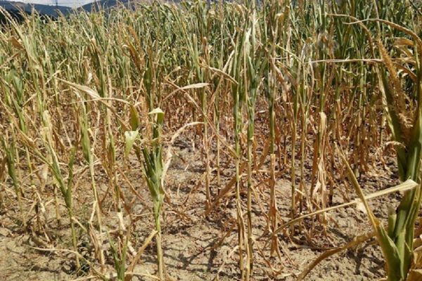 MINISTRUL MEDIULUI: ROMÂNIA SE CONFRUNTĂ CU O SECETĂ SEVERĂ